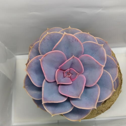 review-photo-before