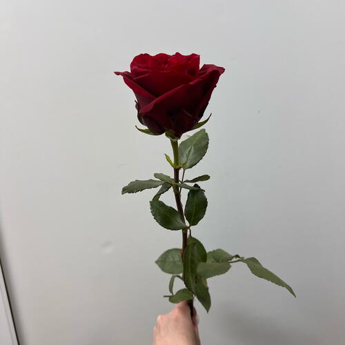 review-photo-before