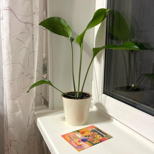 review-photo-before