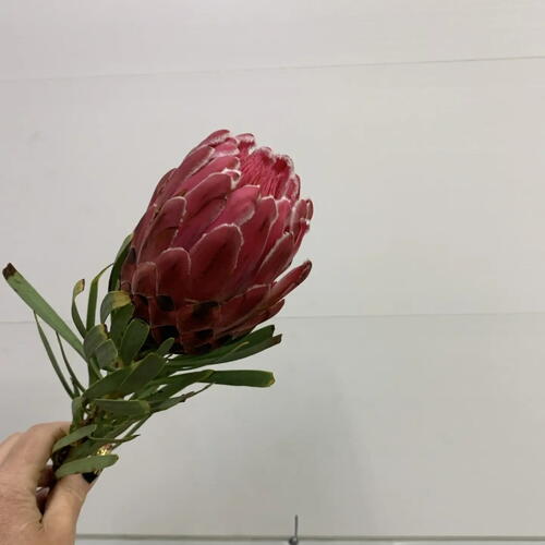 review-photo-before
