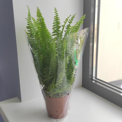 review-photo-before