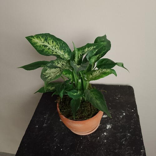 review-photo-before