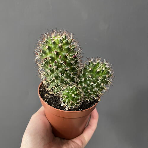review-photo-before