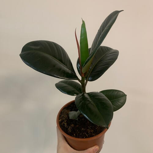 review-photo-before