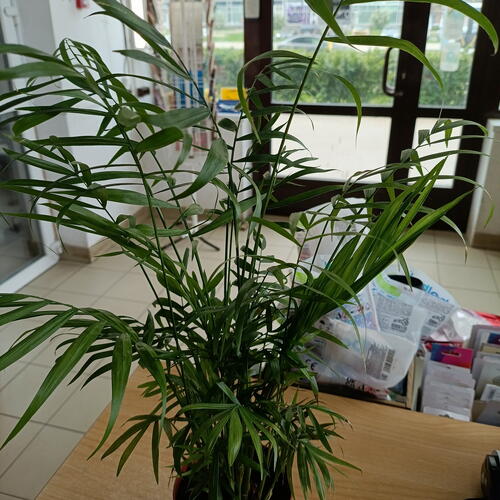 review-photo-before
