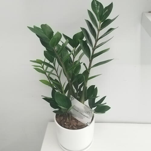 review-photo-before