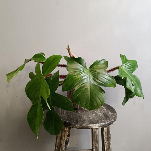 review-photo-before