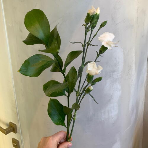 review-photo-before