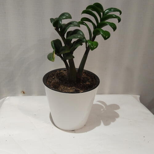 review-photo-before