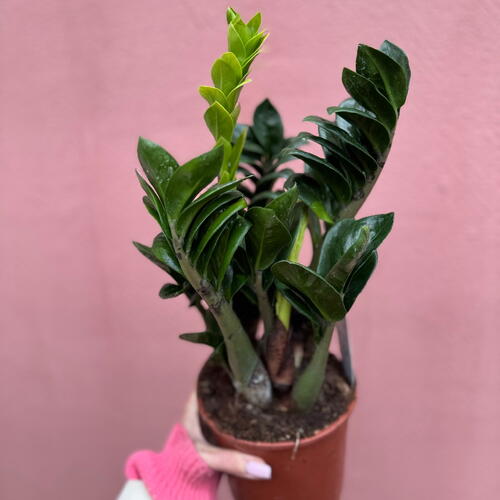review-photo-before