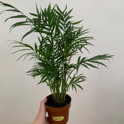 review-photo-before