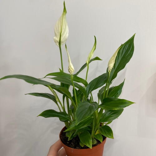 review-photo-before