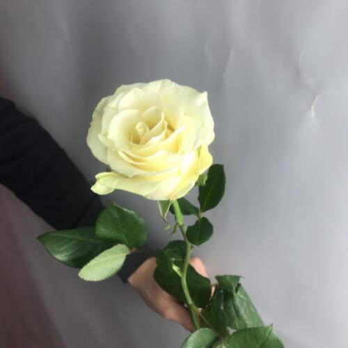 review-photo-before