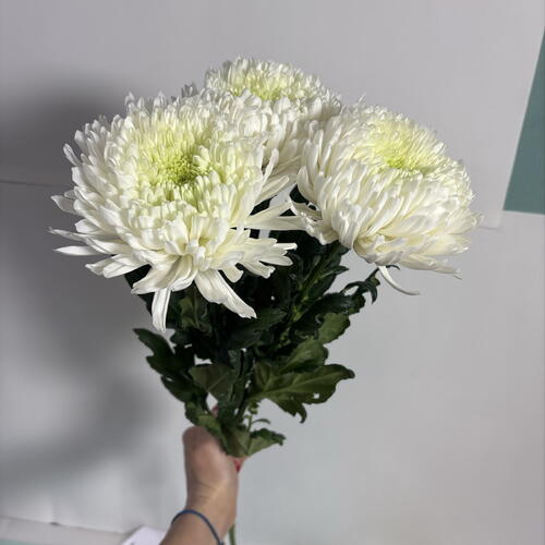 review-photo-before
