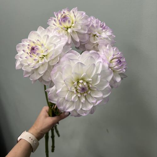 review-photo-before