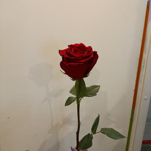 review-photo-before
