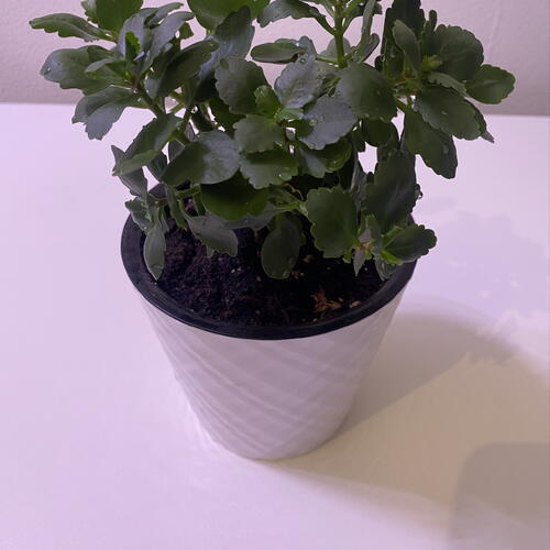 review-photo-before