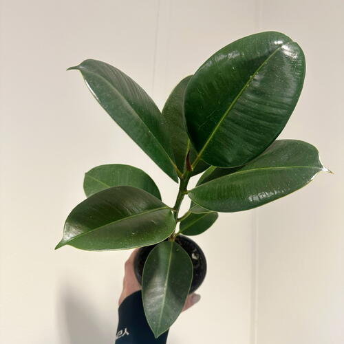 review-photo-before