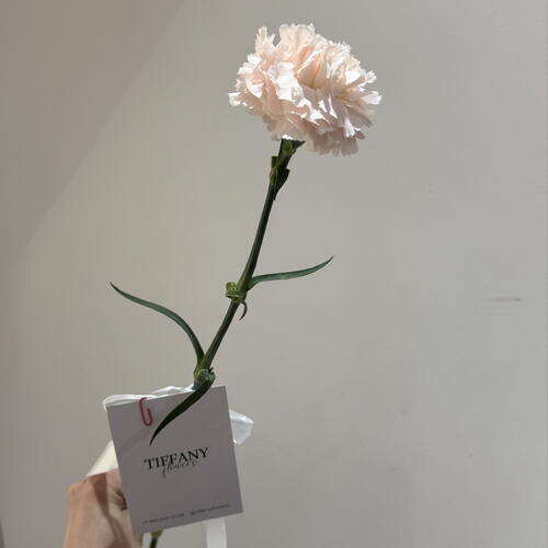 review-photo-before