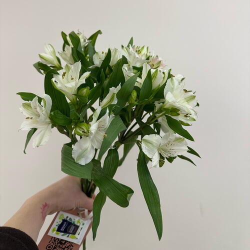 review-photo-before