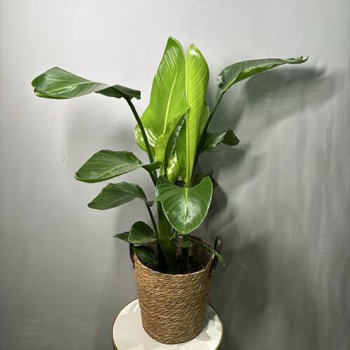 review-photo-before