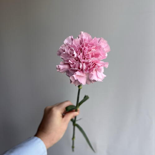 review-photo-before