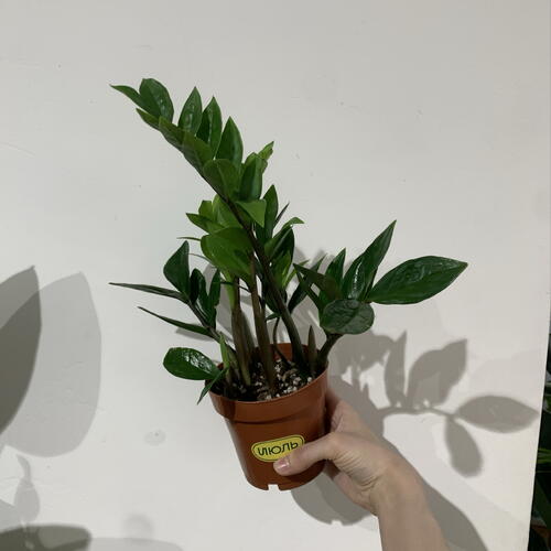 review-photo-before