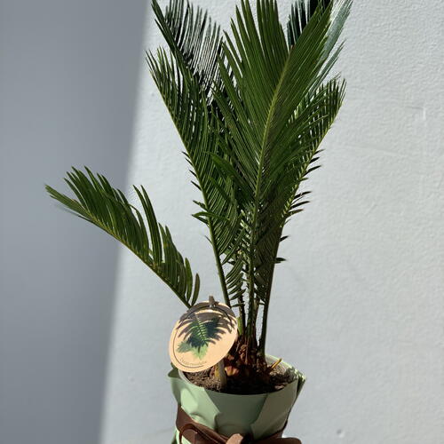 review-photo-before