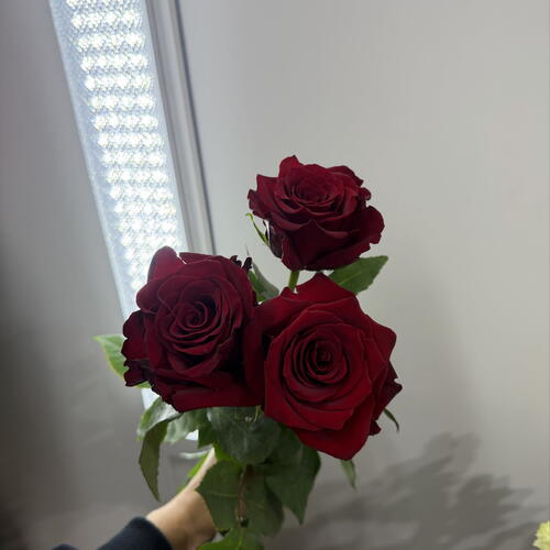 review-photo-before