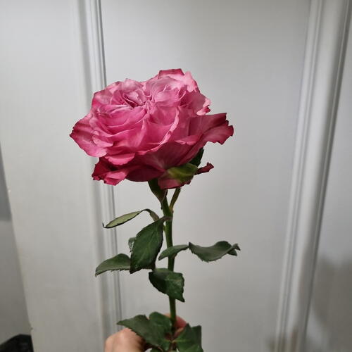 review-photo-before