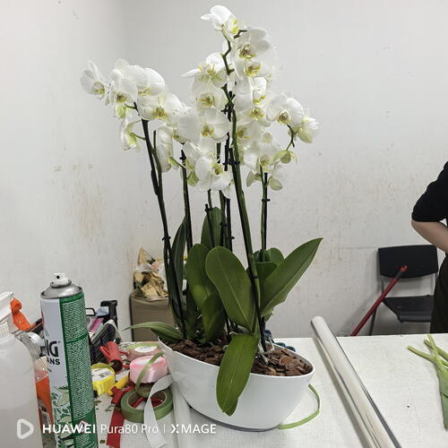review-photo-before