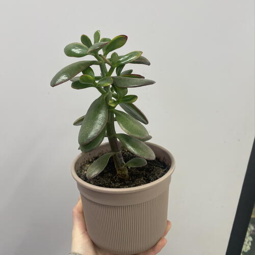 review-photo-before