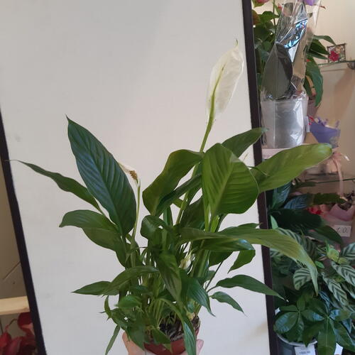 review-photo-before