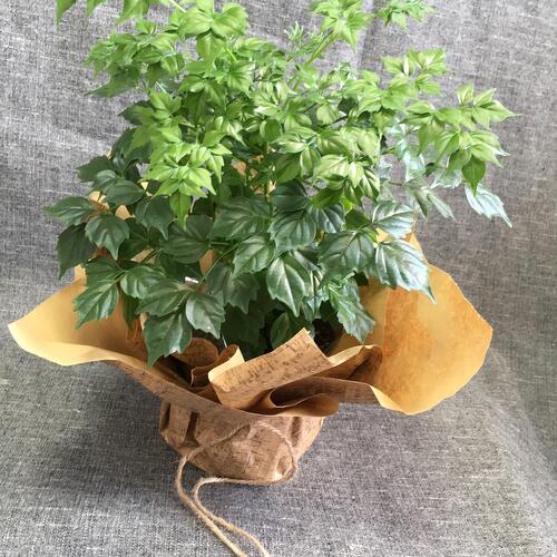 review-photo-before