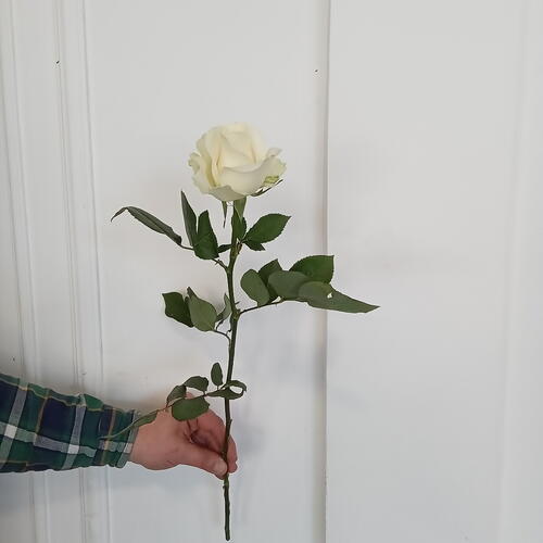 review-photo-before