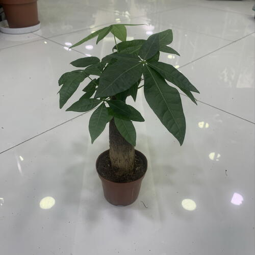 review-photo-before
