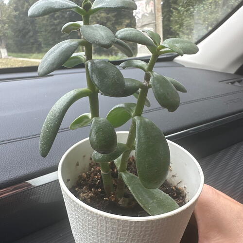 review-photo-before