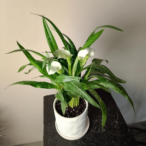 review-photo-before