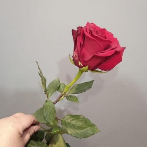 review-photo-before