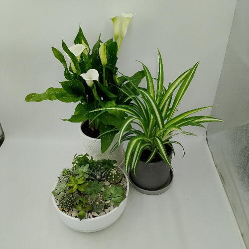 review-photo-before