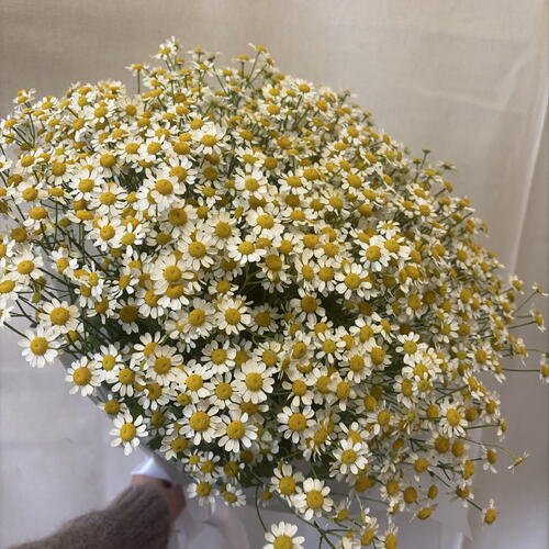 review-photo-before