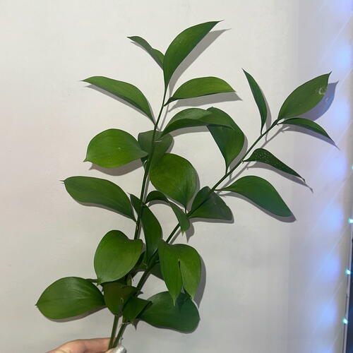 review-photo-before