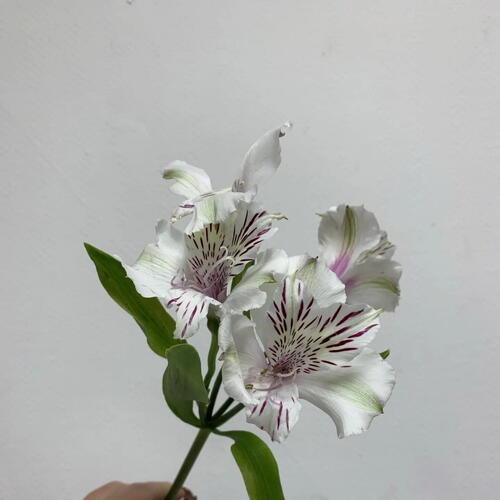 review-photo-before