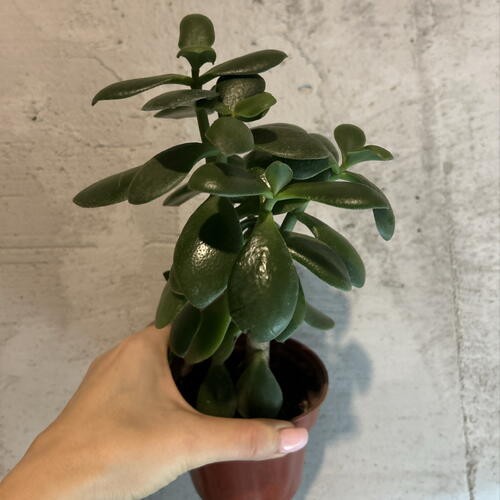 review-photo-before