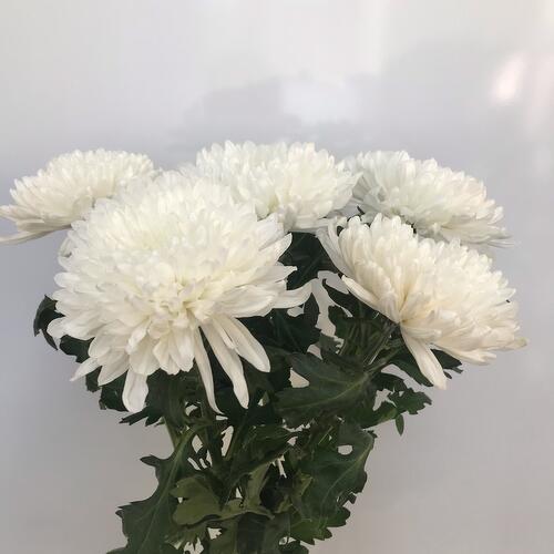 review-photo-before