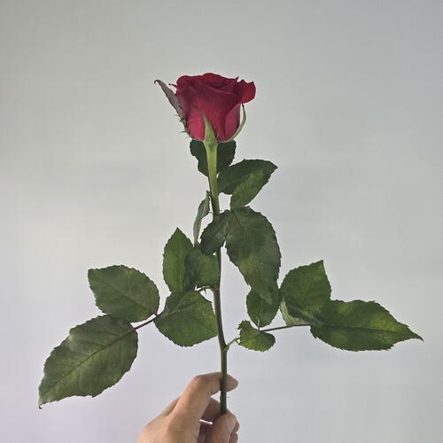 review-photo-before