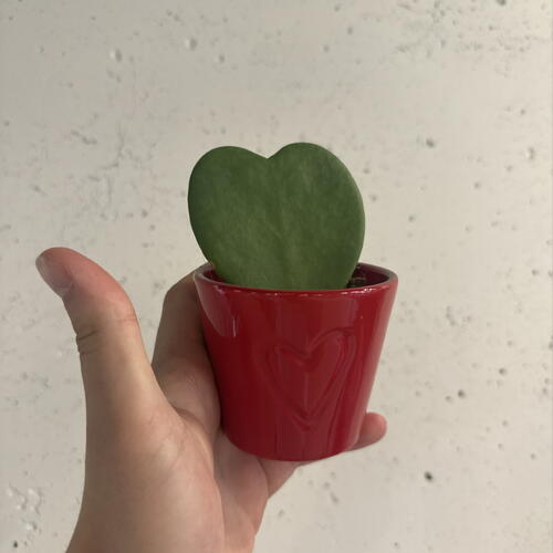 review-photo-before