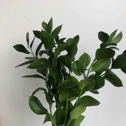 review-photo-before