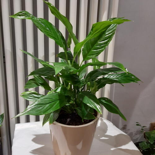 review-photo-before