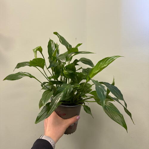 review-photo-before